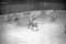 Эпизод игры хоккейной команды "Ижсталь", участника Чемпионата России по хоккею среди клубов высшей лиги, в  Ледовом  дворце "Ижсталь"